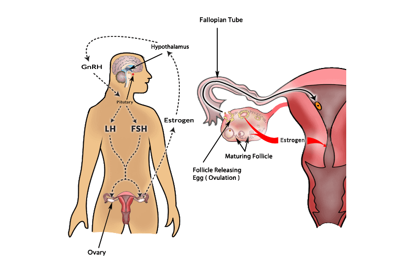 Ovulation Sex 53