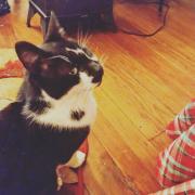 lilcat