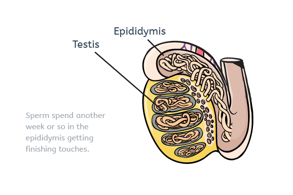 Sperm in the epididymis