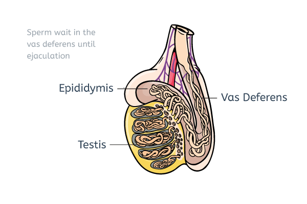 Sperm waiting in the vas deferens