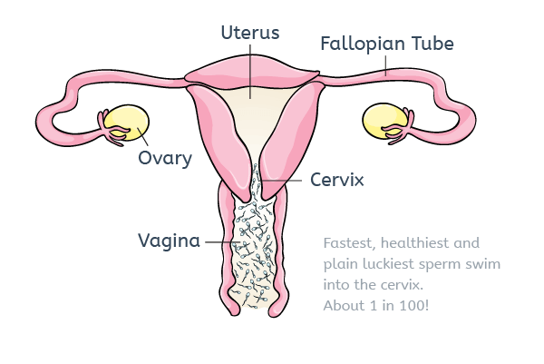 Sperm in the vagina and cervix
