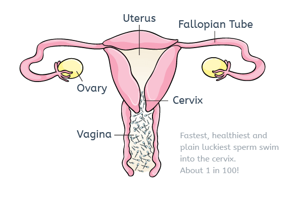 Penis Uterus 78