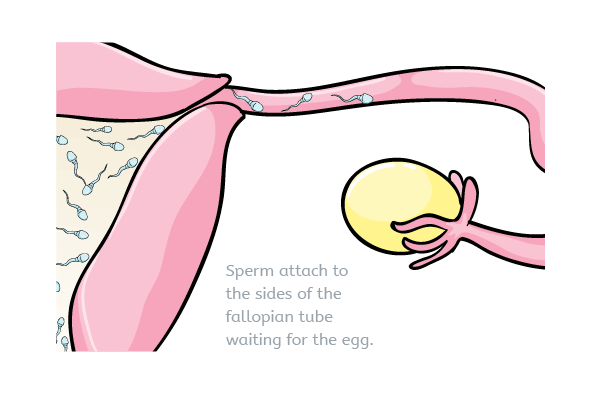 Sperm attached to sidewalls of fallopian tube