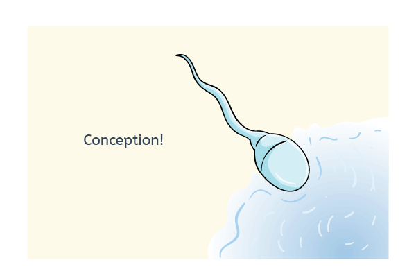Sperm - the moment of conception