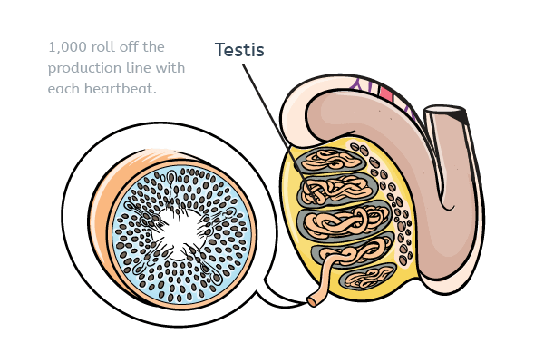 Sperm in the testis