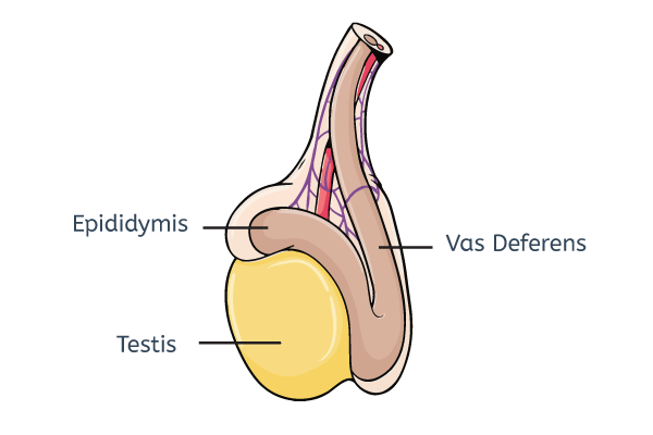 Anatomy of a testicle