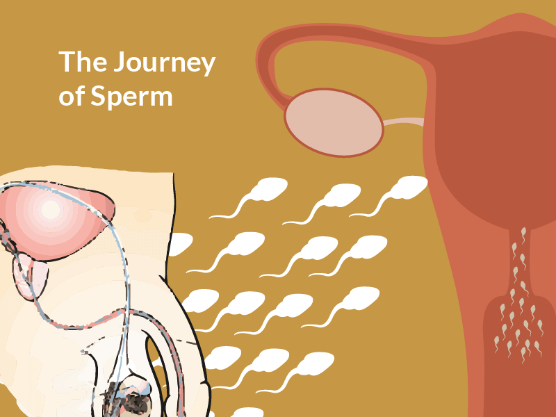 Which sperm travels faster