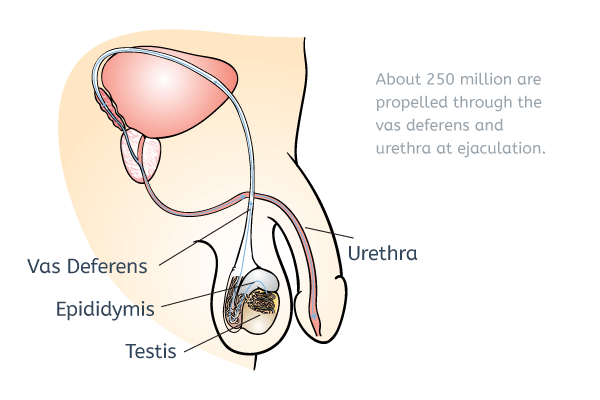 Sperm stops period flow