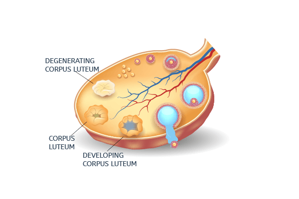 Corpus luteum