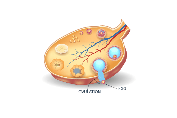 Follicle at ovulation