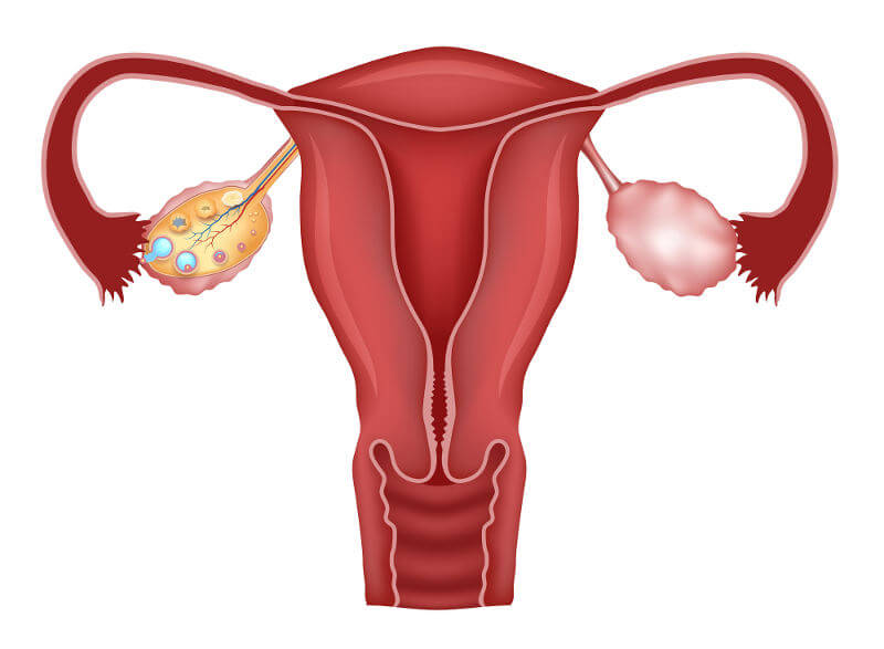 Follicle development in ovaries