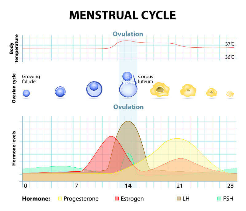 Menstrual cycle hormones