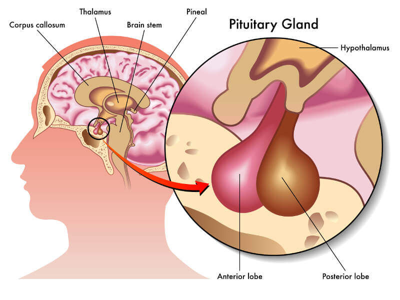 Pituitary gland and its position