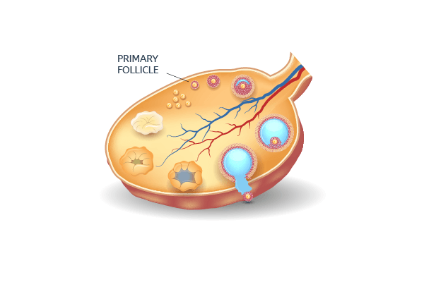 Primary follicles