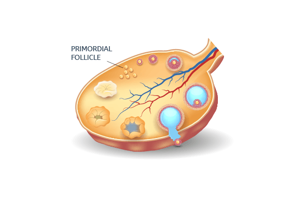 Primordial follicles