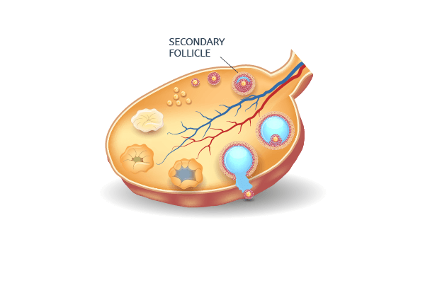 Secondary follicles