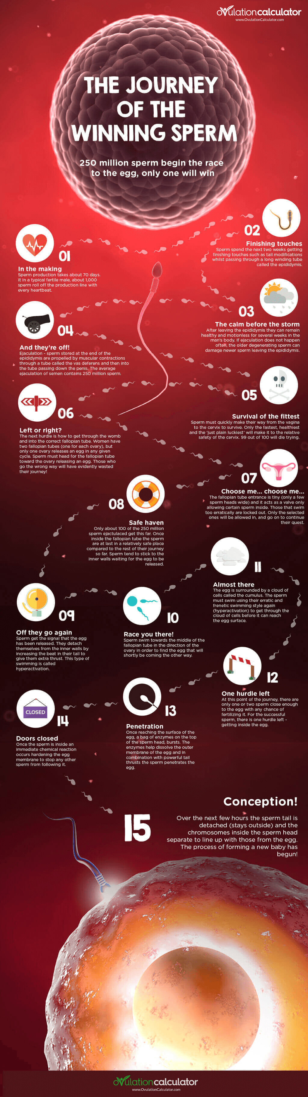 journey of sperm cell