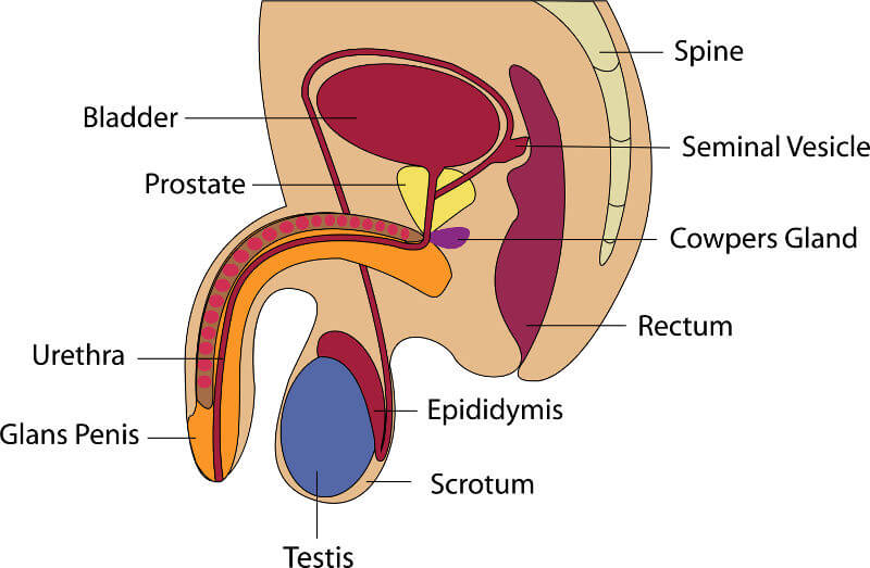 Male infertility testicles male anatomy