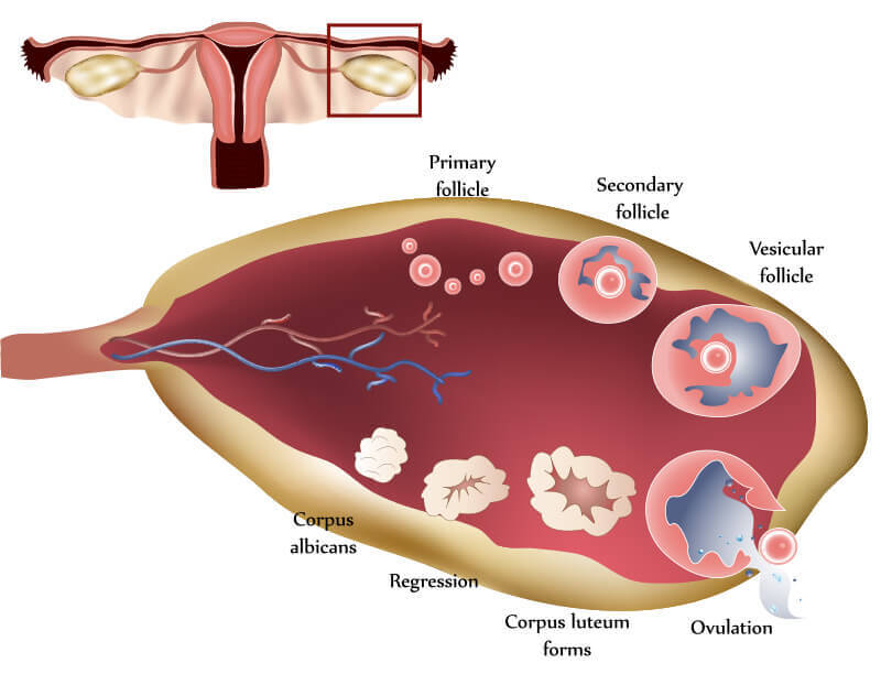 12 Ovulation Symptoms &amp; Signs | 69% Of Women Don't Know These