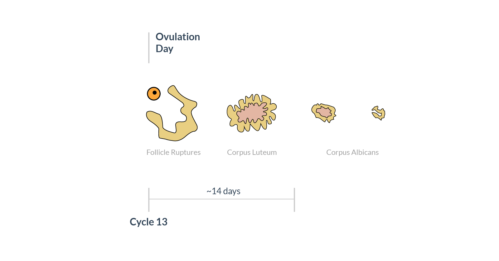 What Happens In Your Body During Ovulation?