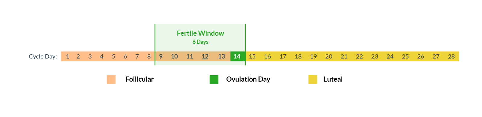 Fertile window ovulation