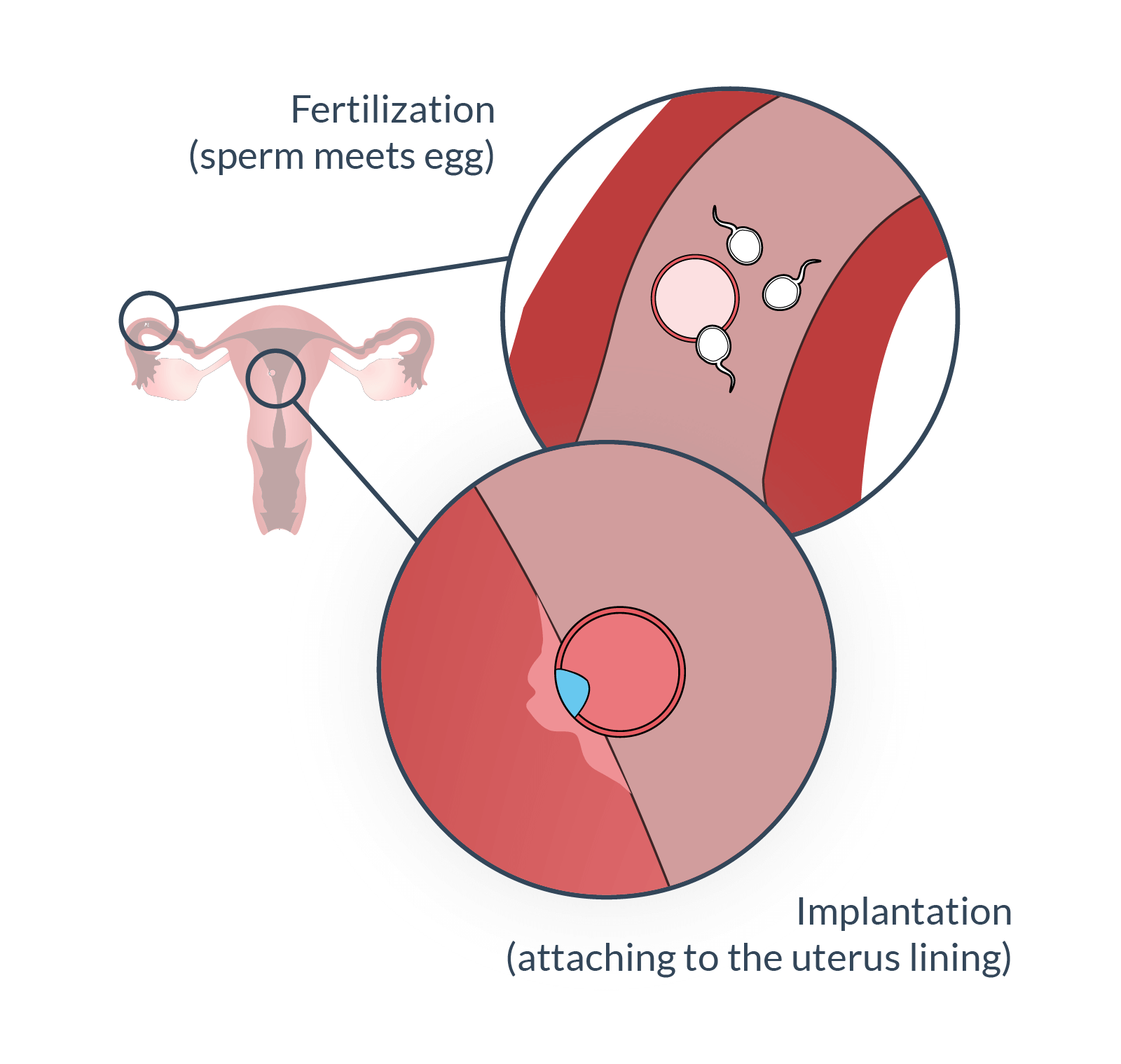 Fertilization and implantation after ovulation