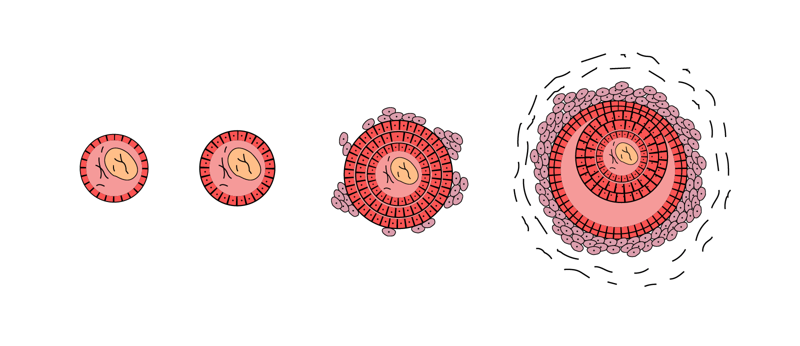 Follicle development stages