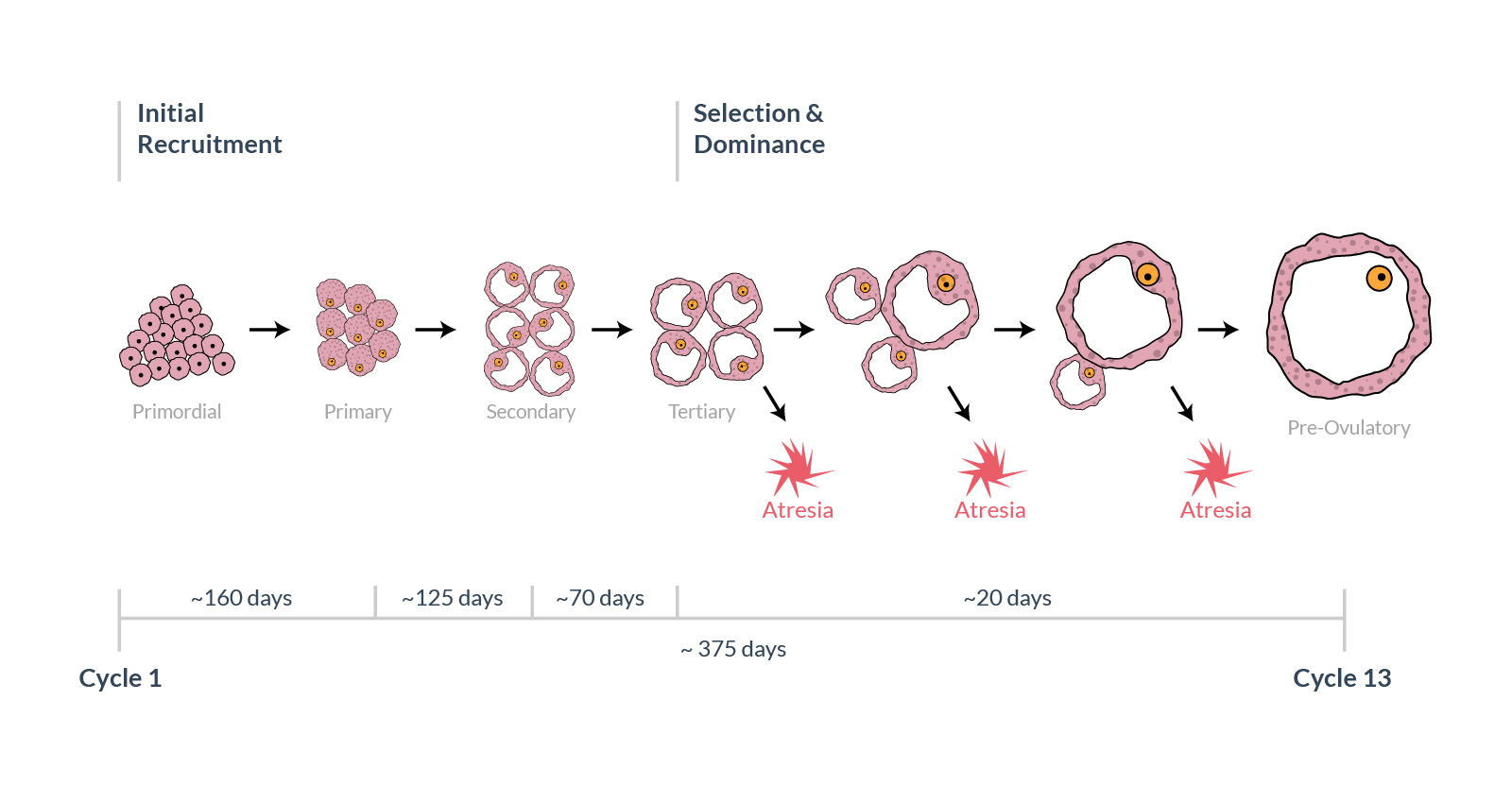 Follicle Growth Chart