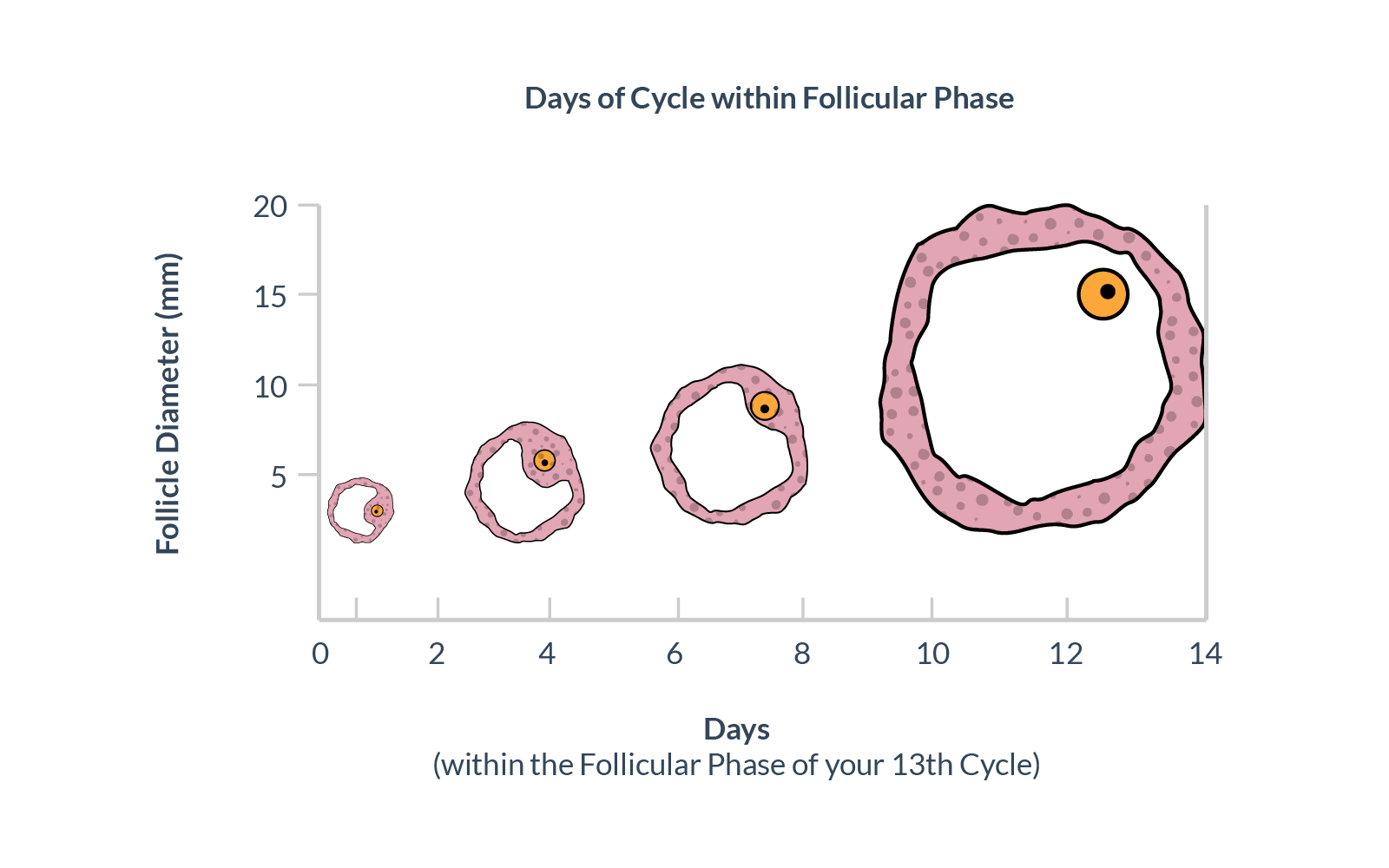 How Big Is A Mature Follicle 56