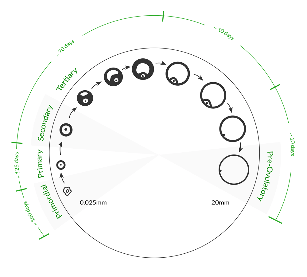 Follicle timeline