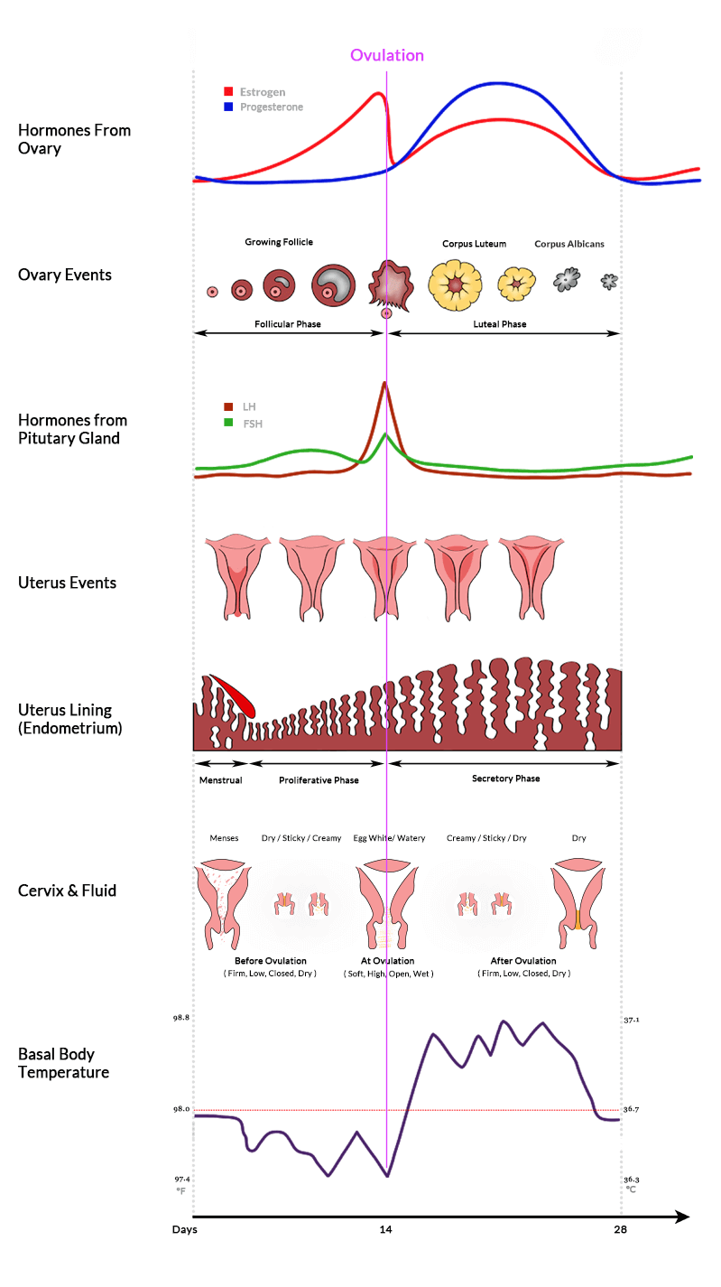 Ovulation Size Chart