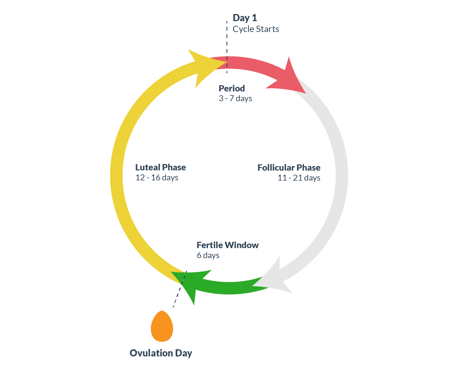 Conception Cycle Chart