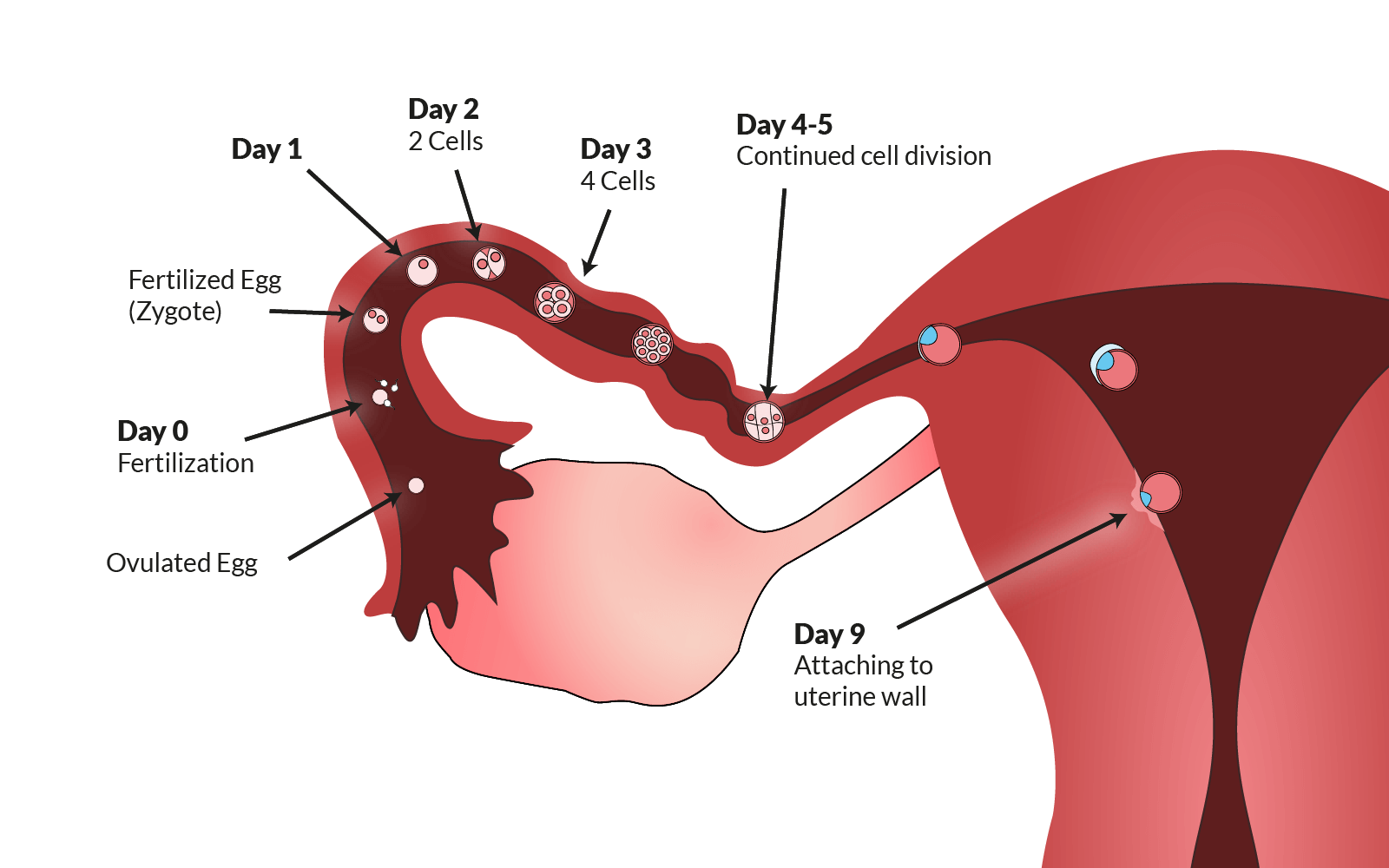 can travelling delay ovulation