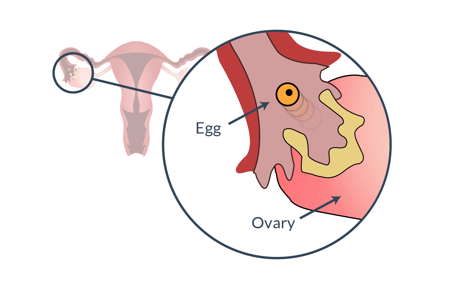 What is ovulation?