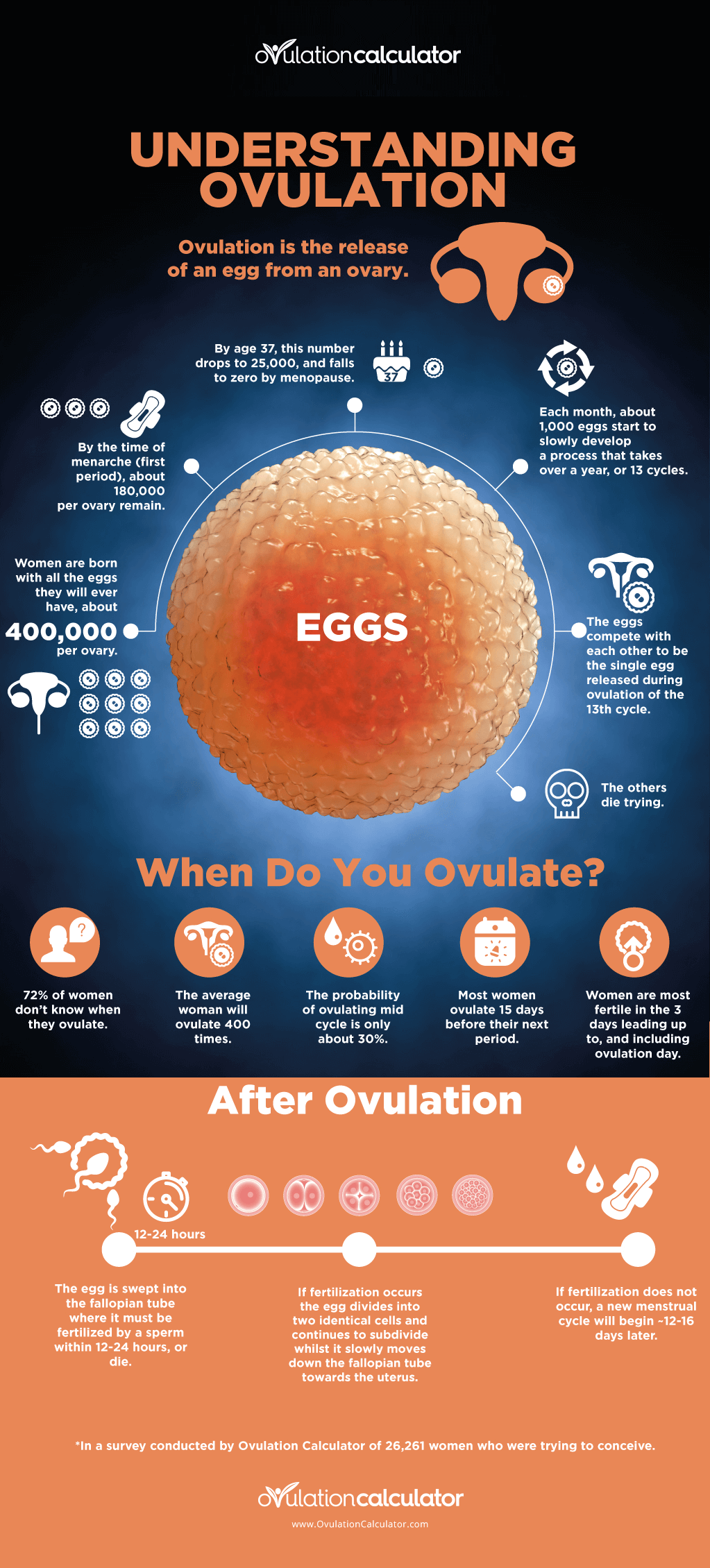 Understanding Ovulation Infographic