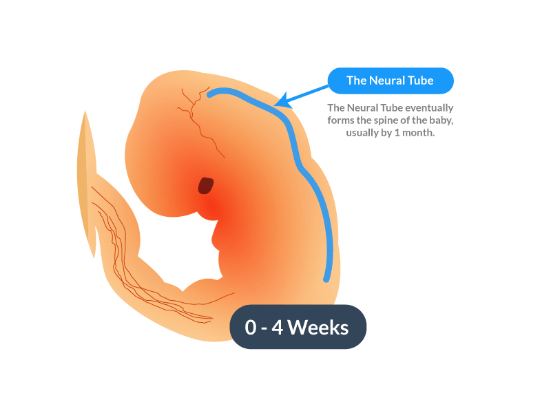 NTD Neural tube location