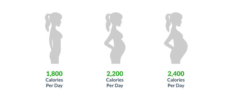 Trimester Calorie Intake