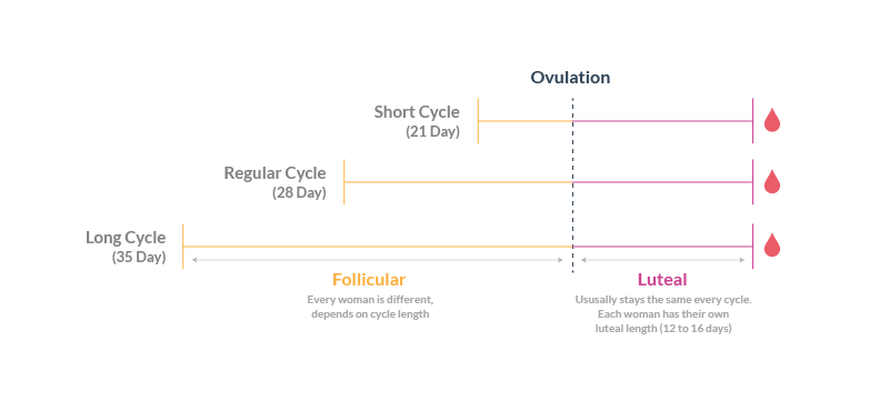 Cycle Length showing Varying Follicular Phase, Consistent Luteal Phase