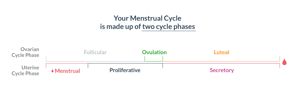 Uterine Cycle and Ovarian Cycle