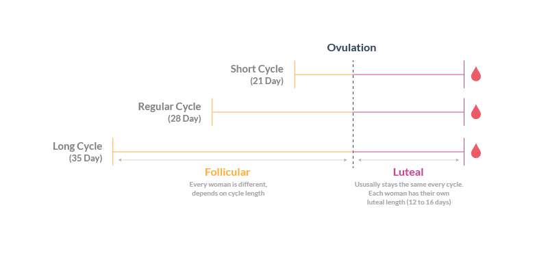 Cycle Length, Varying Follicular Phase, Consistent Luteal Phases