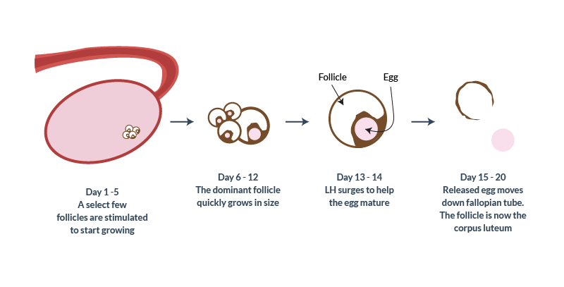 Ovarain cycle changes