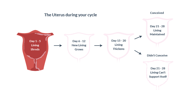 Uterine cycle changes