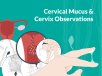 How Cervical Mucus (CM) and Position Helps You Get Pregnant [How To Guide]