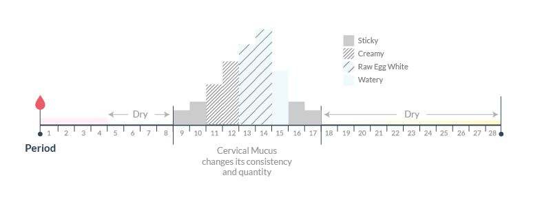 The pattern of changes in cervical mucus