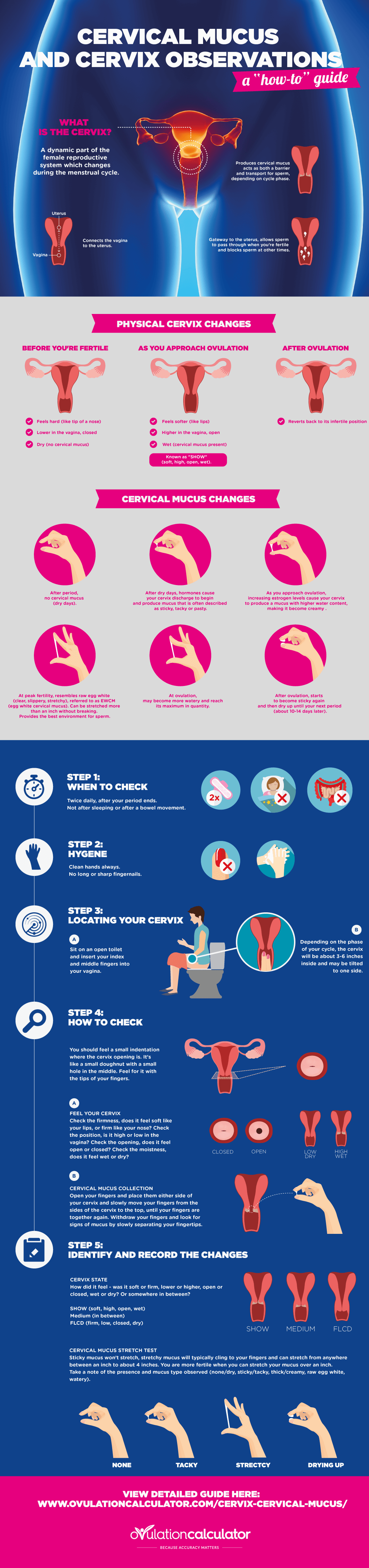 Cervix and Cervical Mucus Observations Step-by-Step Infographic