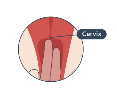 Small indentation where the cervix opening is