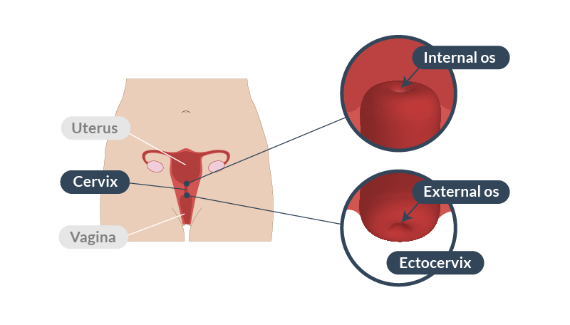 Position of the cervix. Note how it connects the vagina to the uterus