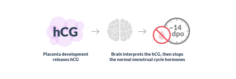 Early sign of pregnancy, missed period