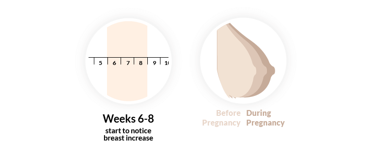 Pregnancy sign, breasts growing