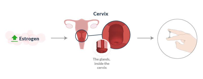 Pregnancy symptom, cervical mucus